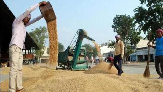 A total of 21,77,283 farmers sold their paddy at MSP this year despite shortage of jute gunny sacks and untimely rainfall (Representational Image/ANI) A total of 21,77,283 farmers sold their paddy at MSP this year despite shortage of jute gunny sacks and untimely rainfall (Representational Image/ANI)