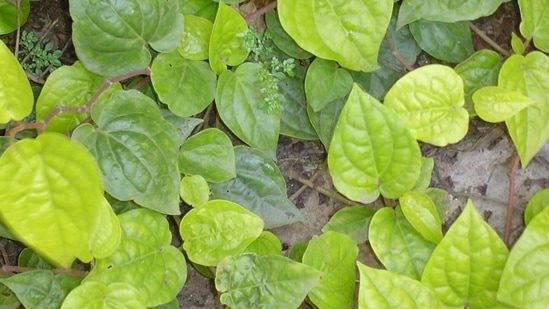 Healthy individuals may consume plain tambul (betel leaf) either in the morning or after meals(Wikipedia)
