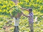 The government is currently involved in a series of discussions with experts around privacy and data protection to take a view on enrolment of farmers in the digital infrastructure. (HT File)