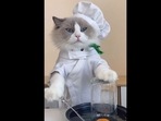The cat named Little Puff also has nearly 1.8 million followers on his Instagram page. (thatlittlepuff/Instagram) The cat named Little Puff also has nearly 1.8 million followers on his Instagram page. (thatlittlepuff/Instagram)