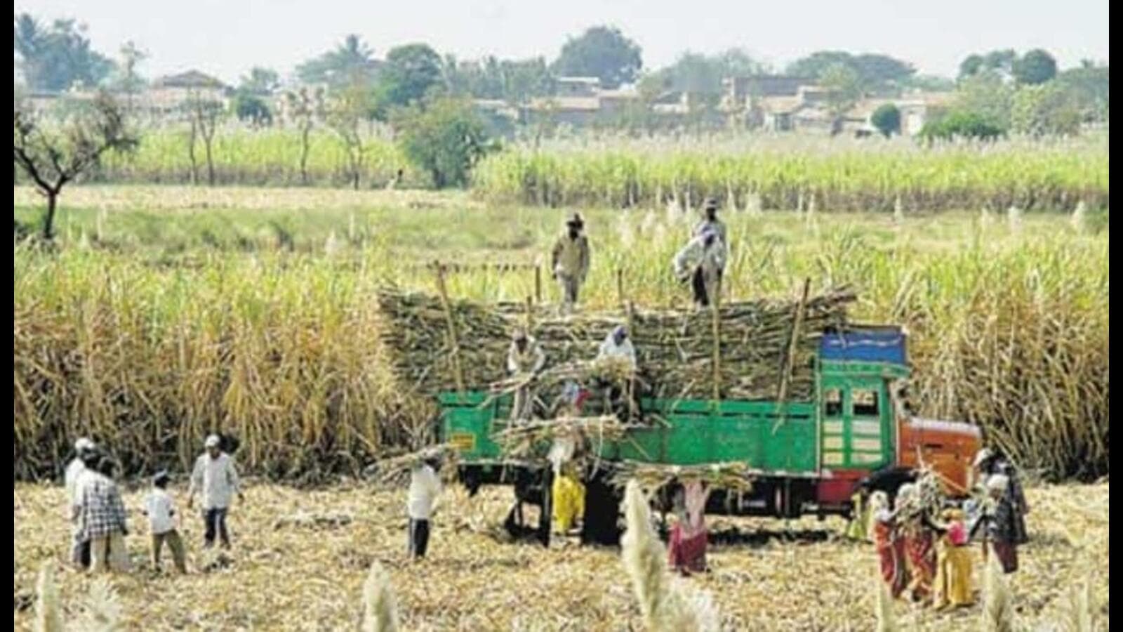 Manifestos showcase parties’ farmer connect in UP’s sugarcane belt