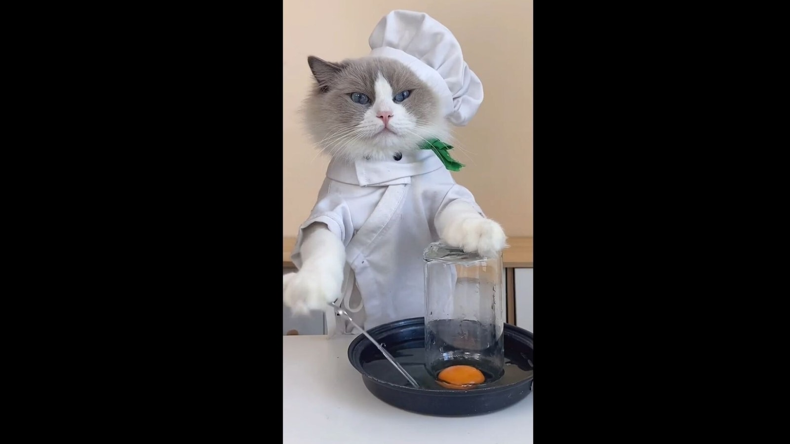 Chef\' cat on Instagram tries different food hacks, video impresses ...
