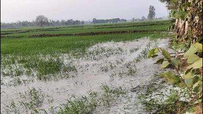 This is the fourth time in the last 30 days that the weather disturbances have destroyed wheat, potato, sugarcane and other crops in the Ambala region. Farmers said the rain and hailstorm continued for 15 minutes in villages in the Raipur Rani belt. (HT Photo)