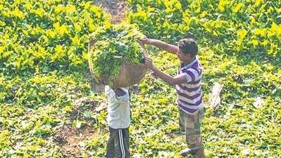 The government is currently involved in a series of discussions with experts around privacy and data protection to take a view on enrolment of farmers in the digital infrastructure. (HT File) The government is currently involved in a series of discussions with experts around privacy and data protection to take a view on enrolment of farmers in the digital infrastructure. (HT File)