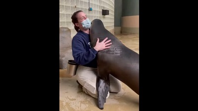 The sea lion hugging her trainer at Mystic Aquarium. (instagram/@mysticaquarium) The sea lion hugging her trainer at Mystic Aquarium. (instagram/@mysticaquarium)