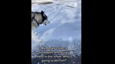 The image shows the dog walking on a snow covered road while on his way to bury his snowballs. (Screengrab)