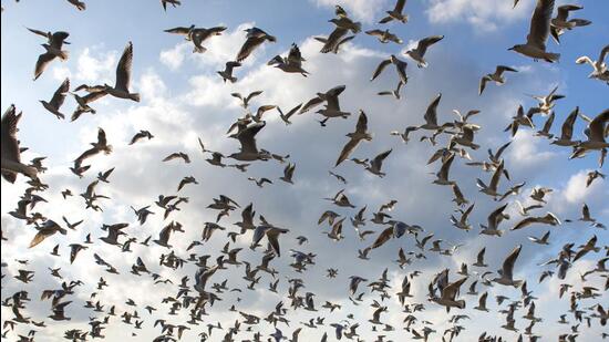 Arvind Mishra, a birder, said poachers are active and there is a need for a sustained drive against them. (Satish Bate/HT photo/ Representational image)