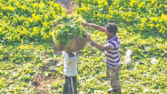 The government is currently involved in a series of discussions with experts around privacy and data protection to take a view on enrolment of farmers in the digital infrastructure. (HT File)