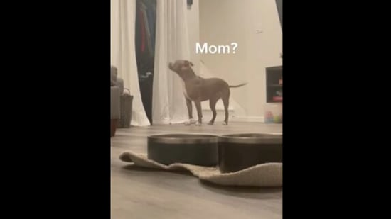 Screengrab from the video where a doggo gets bamboozled when she can't find her mom.&nbsp;(instagram/@astoldby_maya)