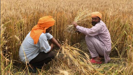 Farmers harvest wheat crops on the outskirts of Amritsar. (AFP/File) Farmers harvest wheat crops on the outskirts of Amritsar. (AFP/File)