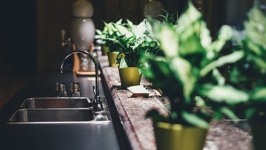 Plant saplings like Peace Lily, Aloe Vera, Spider Plant act as natural air purifiers, which can help you to breathe easy indoors.(Pixabay)