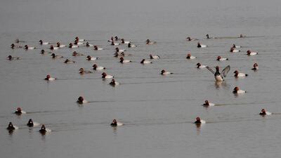 A raft of ducks soaking up the sun at Sukhna Lake in Chandigarh on Thursday. (Ravi Kumar/HT)