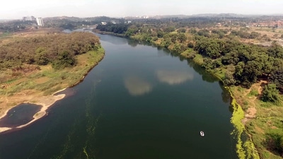 Ulhas River. The Thane Collector, Rajesh Narvekar, has said that the river is clean and free of water hyacinth after the cleaning work by the authorities. (RISHIKESH CHOUDHARY/HT PHOTO) Ulhas River. The Thane Collector, Rajesh Narvekar, has said that the river is clean and free of water hyacinth after the cleaning work by the authorities. (RISHIKESH CHOUDHARY/HT PHOTO)
