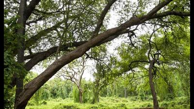 The Biological Diversity Act draws its objectives from CBD. India’s ratification of this protocol meant reconciling the domestic regime, especially requiring prior informed consent of indigenous peoples and local communities for access, stronger measures against illegal access and a clear institutional mechanism to affect fair and equitable benefit-sharing (HT Photo) The Biological Diversity Act draws its objectives from CBD. India’s ratification of this protocol meant reconciling the domestic regime, especially requiring prior informed consent of indigenous peoples and local communities for access, stronger measures against illegal access and a clear institutional mechanism to affect fair and equitable benefit-sharing (HT Photo)
