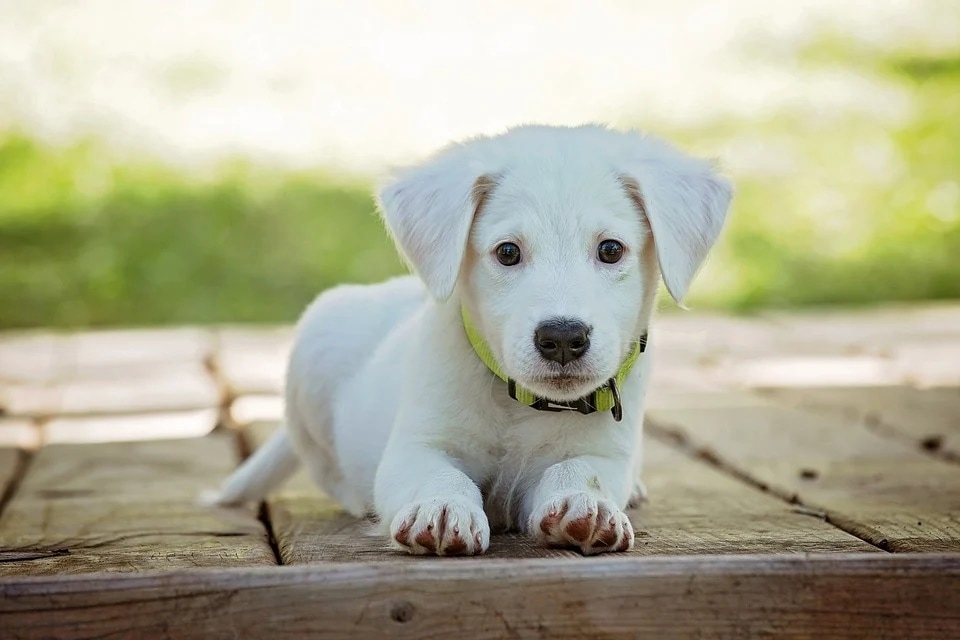 From feeding them the right food according to their age, having an exercise routine to getting them vaccinated, one needs to be well-informed about all the crucial things that keep a pet healthy and happy. (Pixabay)