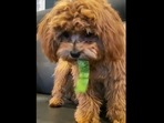 The image, taken from the Reddit video, shows the dog trying a piece of bell pepper.(Reddit/@SweetTaterette)