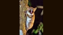 (Shutterstock) (Shutterstock)