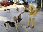 Data from the civic body shows that the SDMC sterilises an average 40,000 stray dogs annually but the drive has slowed down during the Covid-19 pandemic. (HT File Photo) Data from the civic body shows that the SDMC sterilises an average 40,000 stray dogs annually but the drive has slowed down during the Covid-19 pandemic. (HT File Photo)