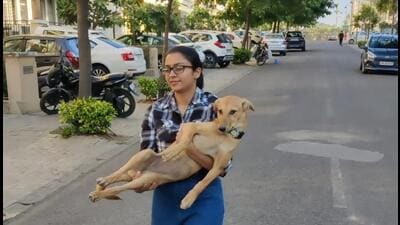A volunteer of the non-profit organisation Peedu’s People rescuing a stray dog at Sector 2, Chandigarh. (HT Photo) A volunteer of the non-profit organisation Peedu’s People rescuing a stray dog at Sector 2, Chandigarh. (HT Photo)