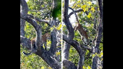 A leopard seeks refuge from a tiger in a tall tree at Corbett National Park. (PHOTOS: VIKAS SALIL SHARMA) A leopard seeks refuge from a tiger in a tall tree at Corbett National Park. (PHOTOS: VIKAS SALIL SHARMA)