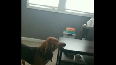 The image, taken from the Reddit video, shows the dog trying to reach a piece of pizza crust crumb. (Reddit@adamandatium)