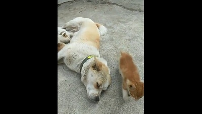 The image, taken from the Reddit video, shows the dog feeding the puppies and the kitten standing beside her. (Reddit/@vladgrinch)