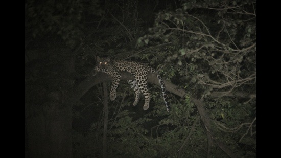 A young female leopard on a Dek tree at night, Ropar Shivalik foothills, Punjab. (PHOTO: AMRIT PAL)