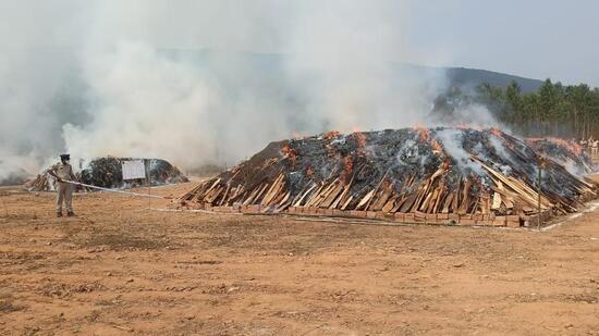 Andhra Pradesh police on Saturday set fire to over 200 tonnes of processed cannabis (ganja) in Koduru village of Visakhapatnam district (HT Photo)