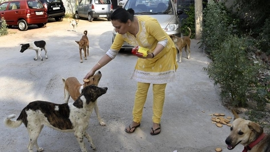 Data from the civic body shows that the SDMC sterilises an average 40,000 stray dogs annually but the drive has slowed down during the Covid-19 pandemic. (HT File Photo)