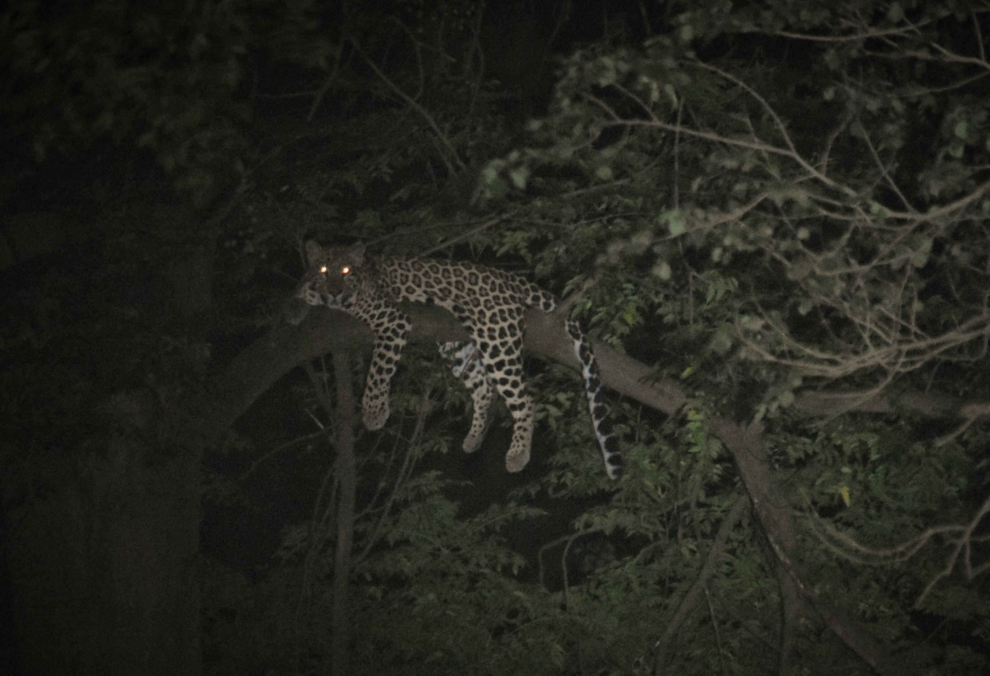 A young female leopard on a Dek tree at night, Ropar Shivalik foothills, Punjab. (PHOTO: AMRIT PAL) A young female leopard on a Dek tree at night, Ropar Shivalik foothills, Punjab. (PHOTO: AMRIT PAL)
