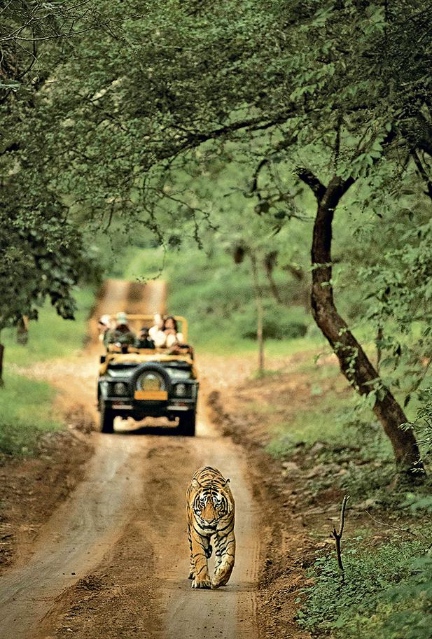 Sujan Sher Bagh, Ranthambore National Park, Rajasthan