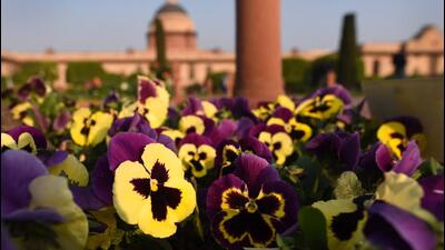 Pansy flowers in full bloom at Mughal Gardens, Rashtrapati Bhavan in New Delhi. (Ajay Aggarwal /HT PHOTO.) Pansy flowers in full bloom at Mughal Gardens, Rashtrapati Bhavan in New Delhi. (Ajay Aggarwal /HT PHOTO.)