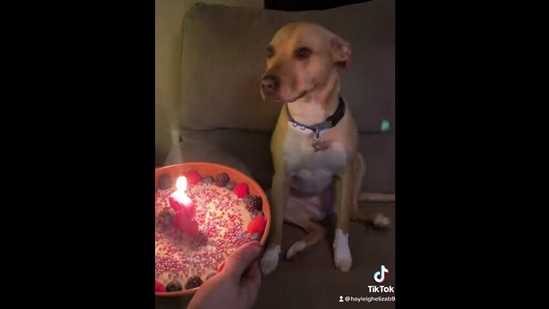 Dog watching sales dog cake