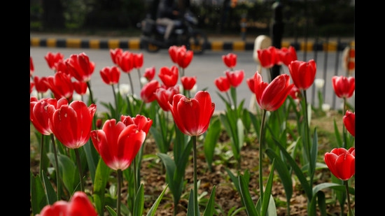 Red tulips bloom bright at the Shanti Path roundabout. (Photo: Shantanu Bhattacharya/HT) Red tulips bloom bright at the Shanti Path roundabout. (Photo: Shantanu Bhattacharya/HT)