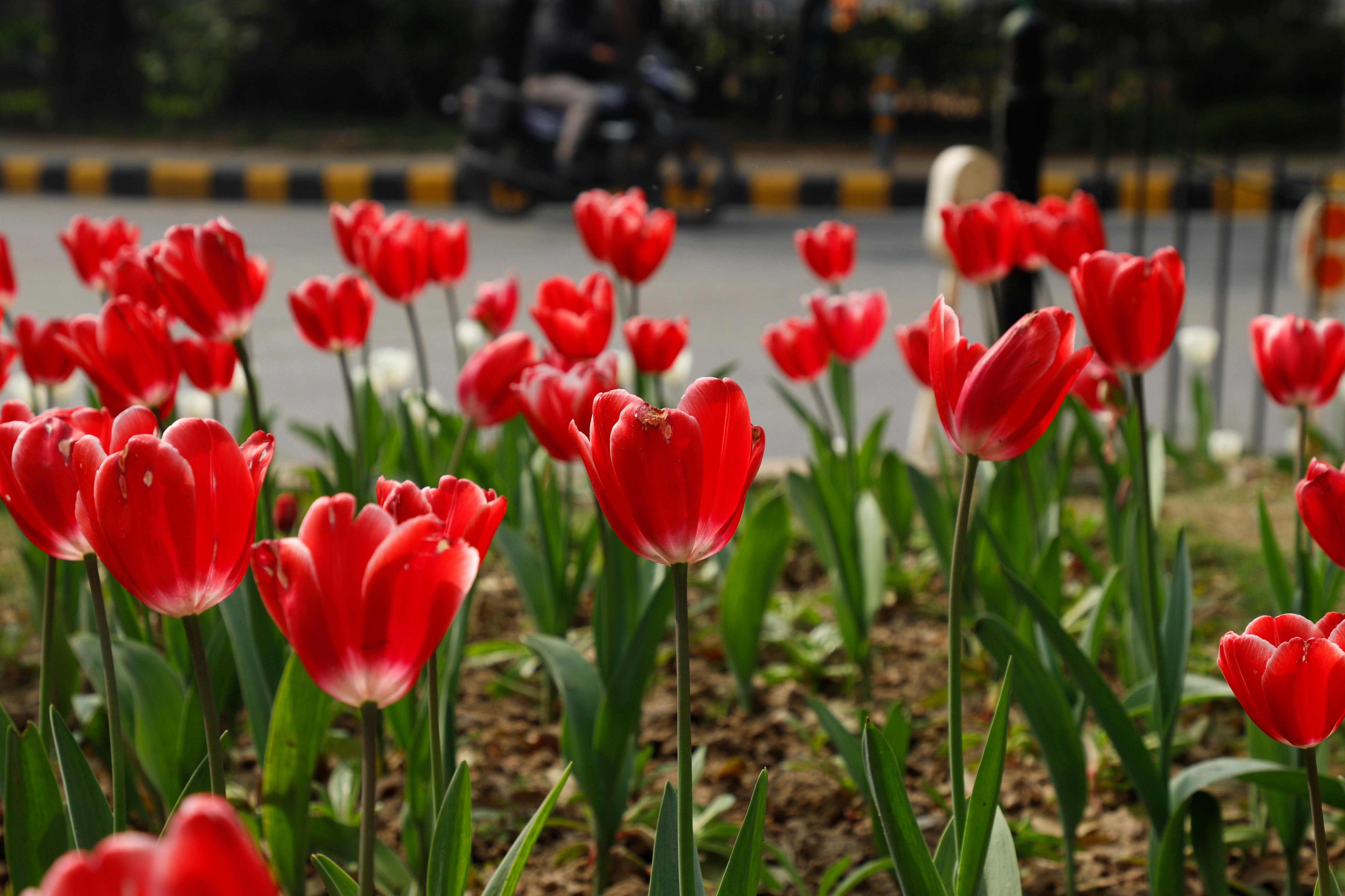 Red tulips bloom bright at the Shanti Path roundabout. (Photo: Shantanu Bhattacharya/HT) Red tulips bloom bright at the Shanti Path roundabout. (Photo: Shantanu Bhattacharya/HT)