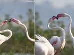 Valentine's Day 2022: The image shows the flamingo ‘couple’. Valentine's Day 2022: The image shows the flamingo ‘couple’.