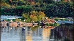 The 22-acre Salim Ali Bird Park, located on the banks of the Mula-Mutha river at Yerawada, was once frequented by various species of birds such as ruddy shelduck, red wattled lapwings and black headed ibis (HT FILE PHOTO) The 22-acre Salim Ali Bird Park, located on the banks of the Mula-Mutha river at Yerawada, was once frequented by various species of birds such as ruddy shelduck, red wattled lapwings and black headed ibis (HT FILE PHOTO)