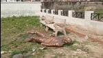The statue, which was installed to mark the centenary of Mahatma Gandhi’s Champaran Satyagraha at Charkha Park, was severely damaged. (HT PHOTO.) The statue, which was installed to mark the centenary of Mahatma Gandhi’s Champaran Satyagraha at Charkha Park, was severely damaged. (HT PHOTO.)
