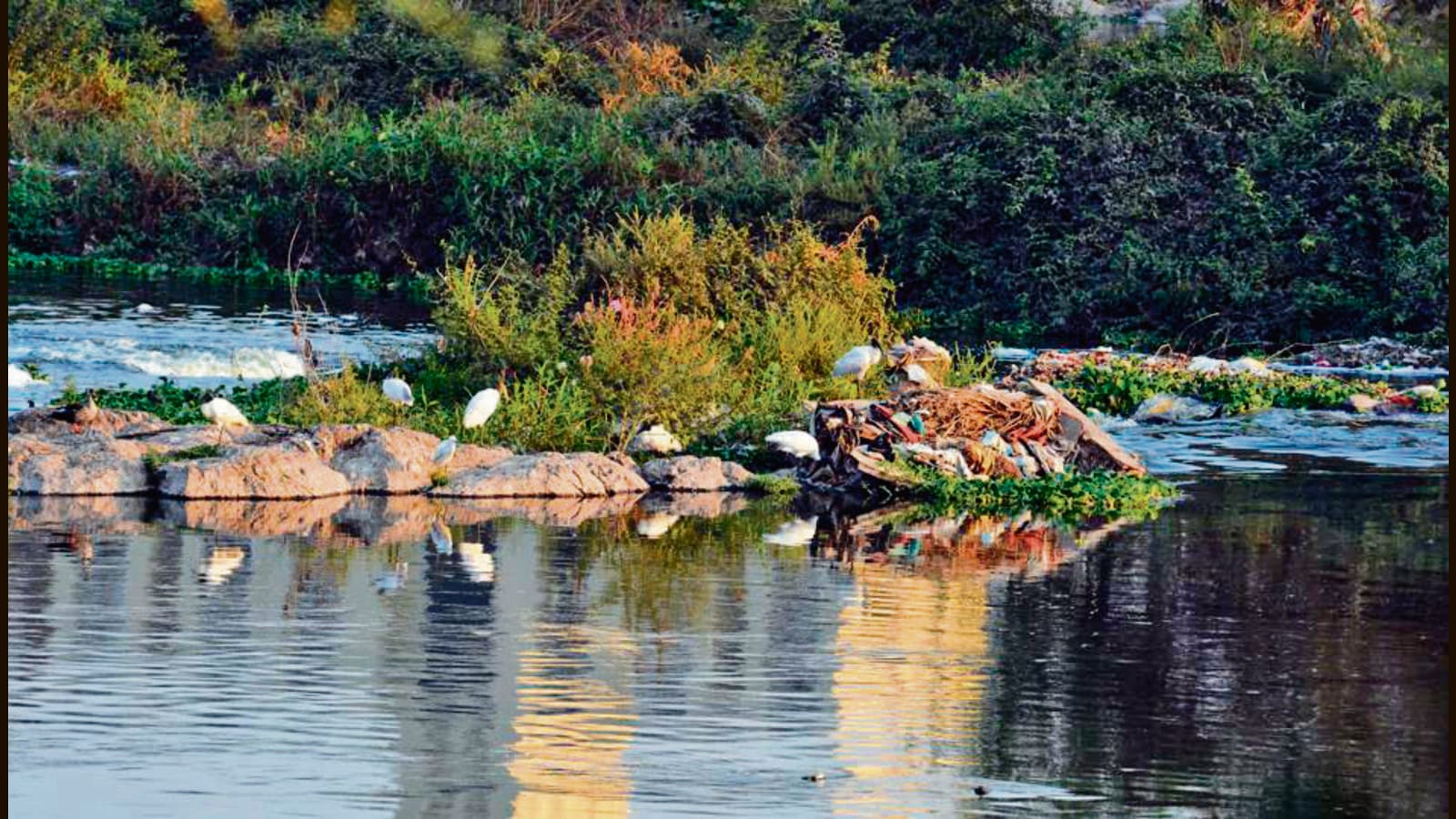 Monday Musings:Salim Ali Bird Park Is Finally Being Revived - Hindustan ...