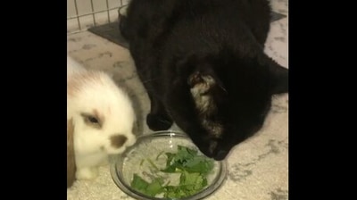 The video shows the cat and the bunny enjoying some time together. (Screengrab)