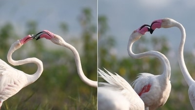 Valentine's Day 2022: The image shows the flamingo ‘couple’. (Ashwin Kenkare ) Valentine's Day 2022: The image shows the flamingo ‘couple’. (Ashwin Kenkare )