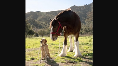 The image shows the dog and the horse who were features in a Super Bowl 2022 ad. (Instagram/@weratedogs)