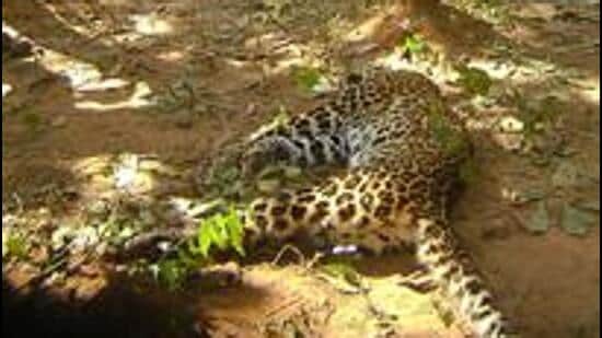 Last Monday, the carcass of the 8-year-old leopard, with two nails missing and the teeth extracted was found near Bitkula village in Spiat-Sonthi forest range. (Image used for representation). (HT PHOTO.)