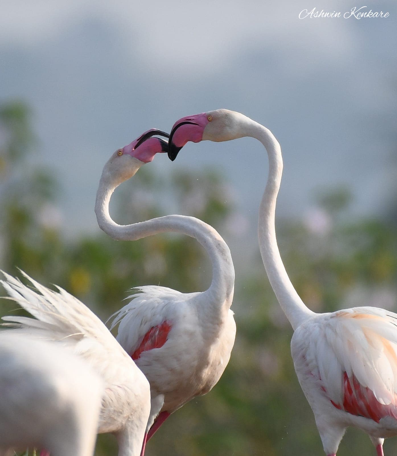 Valentine's Day 2022: The beloved flamingo 