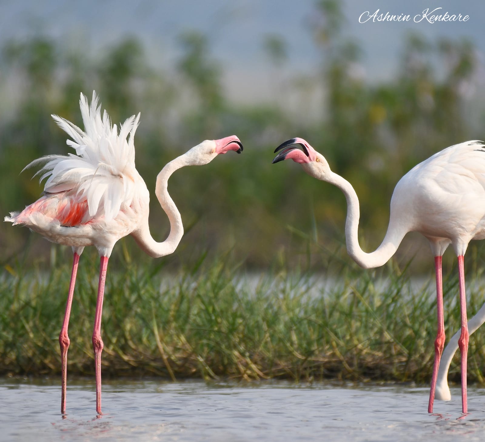 Valentine's Day 2022: Picture shows two flamingos looking at each other.  (Ashwin Kenkare)
