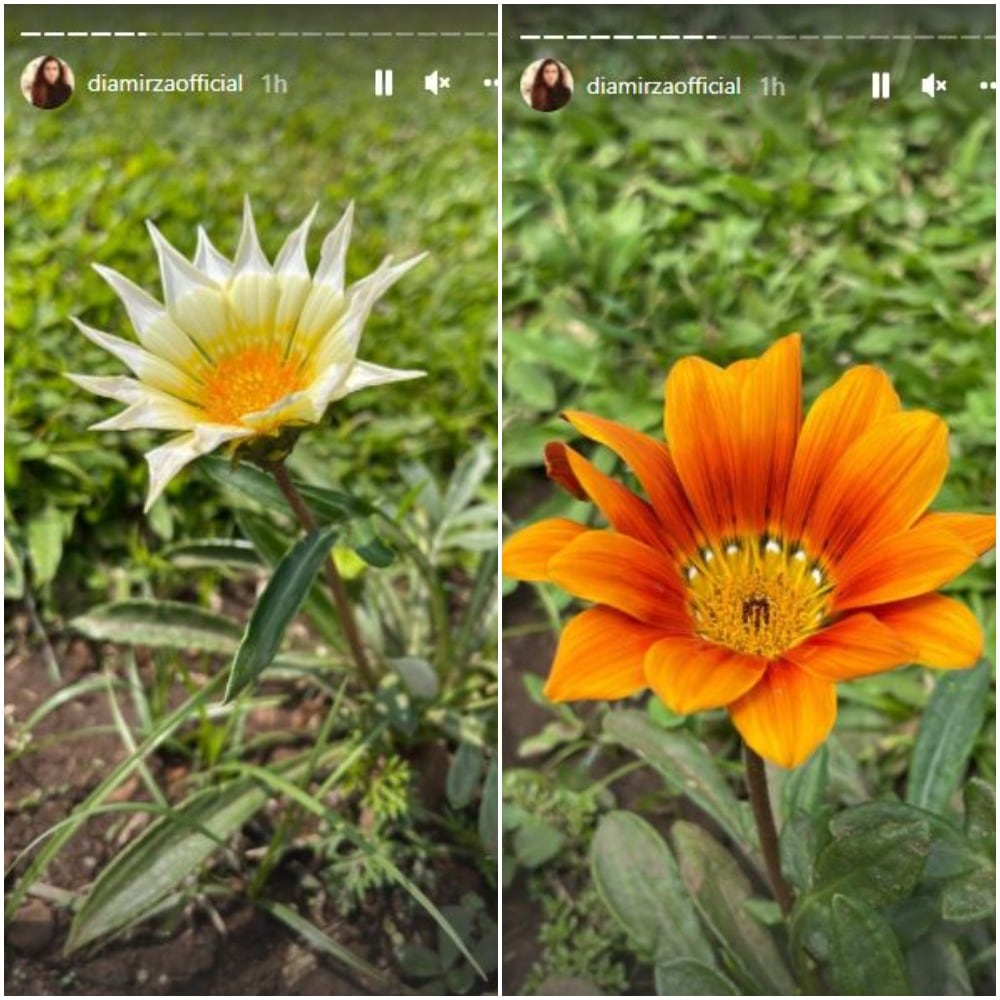 Dia also gave a peek at different flowers. Dia also gave a peek at different flowers.