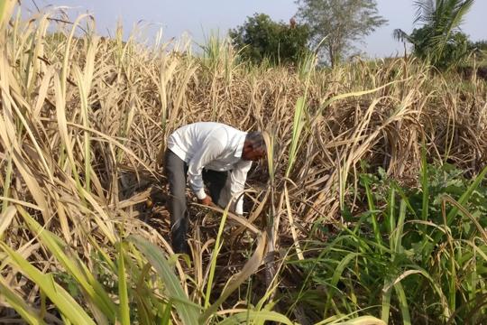 Failing to repay the loan taken under KCC (Kisan Credit Card) due to low harvest, the farmers said that now they wouldn't get any loans under the scheme. (Reuters file photo. Representative image) Failing to repay the loan taken under KCC (Kisan Credit Card) due to low harvest, the farmers said that now they wouldn't get any loans under the scheme. (Reuters file photo. Representative image)