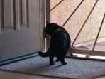 Screengrab from the video where a cat tries to sneak into its home after being locked out. (Jukin Media) Screengrab from the video where a cat tries to sneak into its home after being locked out. (Jukin Media)