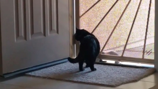 Screengrab from the video where a cat tries to sneak into its home after being locked out.&nbsp;(Jukin Media)