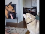 Screengrab from the video that shows two dogs' hilarious reaction when their human wears a German Shepherd mask to prank them. (instagram/@lifewithkleekai) Screengrab from the video that shows two dogs' hilarious reaction when their human wears a German Shepherd mask to prank them. (instagram/@lifewithkleekai)